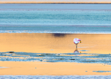 0045-MEICLER-Philippe-Flamand