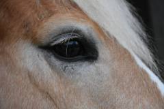 0071-LAGADEC-Thierry-Oeil