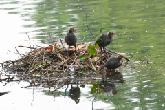 0076-KOSS-Mario-La-Loirette