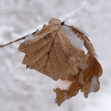 0080-dE-CUSSY-Bruno-De-CUSSY-Bruno_feuille-neige