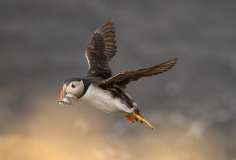 0001-FEVRE-Caroline-Macareux