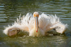 0001-LE-BOURHIS-Josette-Pelican-au-bain