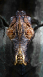 0004-LE-BOURHIS-Josette-Caiman