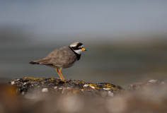 0006-FEVRE-Caroline-Gravelot