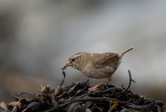 0006-FEVRE-Caroline-Troglodyte-marin