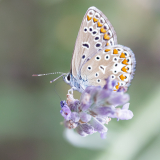 0009-FOURNIER-Laurence-Argus