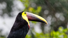 0009-REMOADI-Albert-Sous-la-pluie