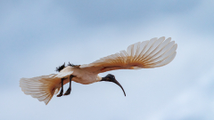 0012-REMOADI-Albert-Ibis-malgache