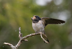 0014-FEVRE-Caroline-Hirondeau