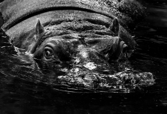 0014-WINTERHALTER-Francois-The-Killer