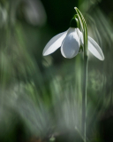 0016-CHERON-Francoise-Perce-neige