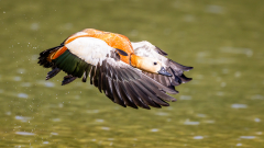 0016-REMOADI-Albert-Tadorne-casarca