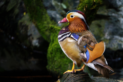 0019-CHAPEL-Martine-Mon-beau-plumage