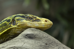 0019-CONAN-Serge-Pose