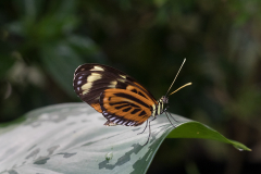 0022-FEDERLE-Didier-Partition-coloree-ephemere-