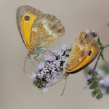 0022-FOURNIER-Laurence-Deux-Amaryllis