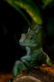 0025-AMOZOQUENO-Camilo-Reptile