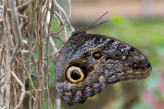 0025-CHABOD-Luc-Caligo-Eurilochus