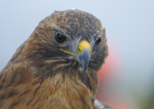 0025-LAVELLE-Frederic-Aigle