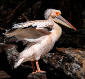 0025-WINTERHALTER-Francois-Sourire-de-pelican