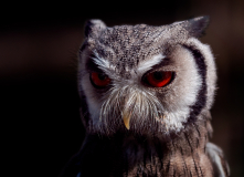 0029-WINTERHALTER-Francois-Dans-les-yeux