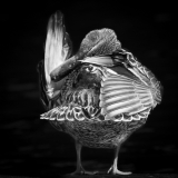 0030-CONAN-Serge-Toujours-a-l39oei