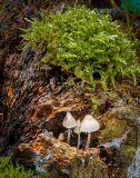 0031-LEQUEUX-Jean-Michel-Champignons_montagnards