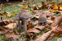 0036-LEQUEUX-Jean-Michel-Champignons_goupes