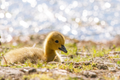 0038-AMOZOQUENO-Camilo-Nouveau-ne