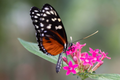 0038-CHABOD-Luc-Heliconius