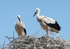 0038-LAVELLE-Frederic-Cigognes_1