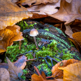 0038-LEQUEUX-Jean-Michel-Champignon_cache