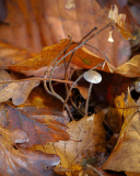 0038-LEQUEUX-Jean-Michel-Champignon_emergeant