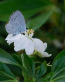 0043-CHERON-Francoise-Papillon