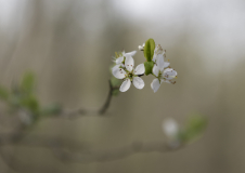 0043-LAVELLE-Frederic-Merisier