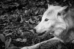 0046-AMOZOQUENO-Camilo-Predateur