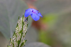 0048-CHABOD-Luc-Eranthemum