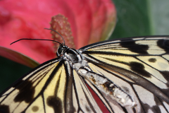 0053-CHABOD-Luc-Idea-leuconoe-34planeur34