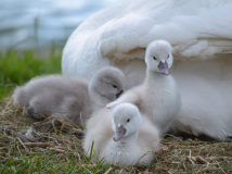 0053-CHERON-Francoise-Cygneaux