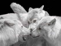 0007-LE-BOURHIS-Josette-Conciliabule