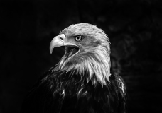 0012-WINTERHALTER-Elizabeth-Sa-Majeste