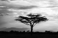 0031-FOURNIER-Laurence-Acacia