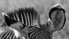 0040-REMOADI-Albert-Zebrures