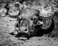 0074-REMOADI-Albert-Soif