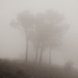 0108-PLANTIER-Stephanie-Brume