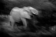 0132-FOURNIER-Laurence-En-mouvement