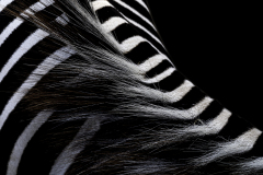 Concours IP Nature 7 novembre