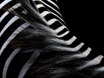 0001-WINTERHALTER-Francois-Criniere