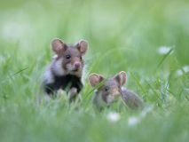 0002-FEVRE-Caroline-Fratrie