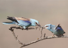 0002-LAVELLE-Frederic-Rollier-d39Europe